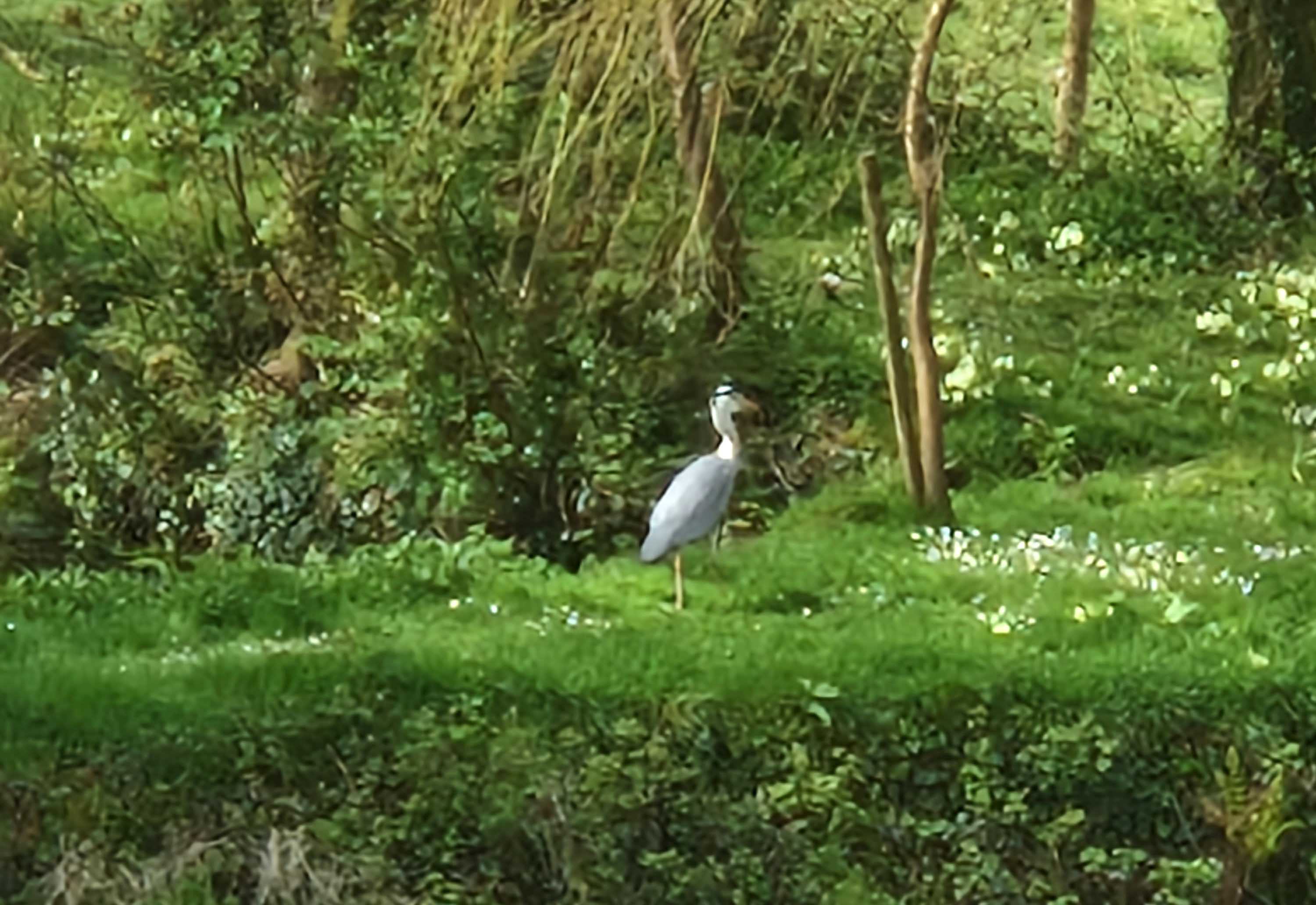A Heron at the Pond