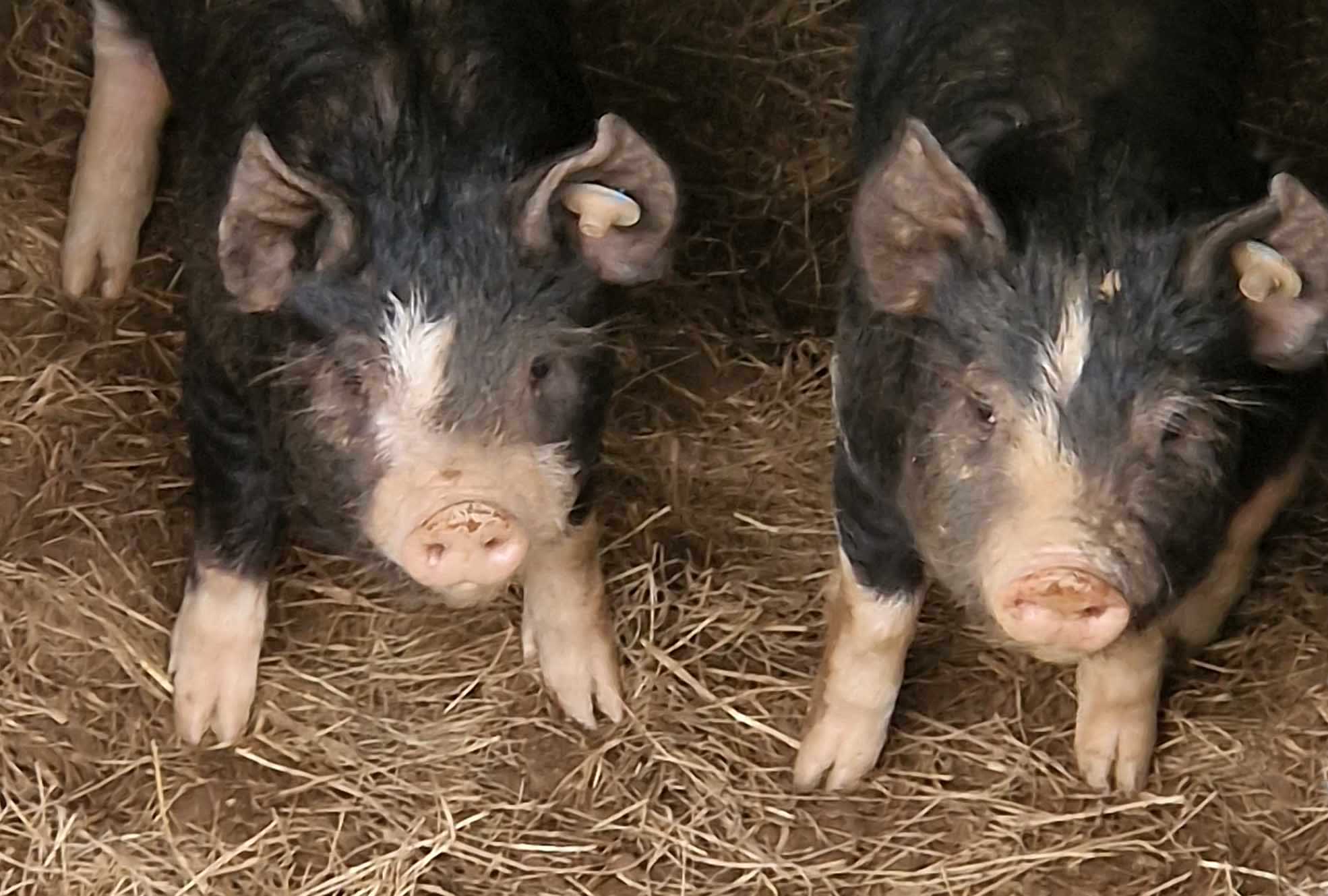 Kerswell Farm's Berkshire Piglets