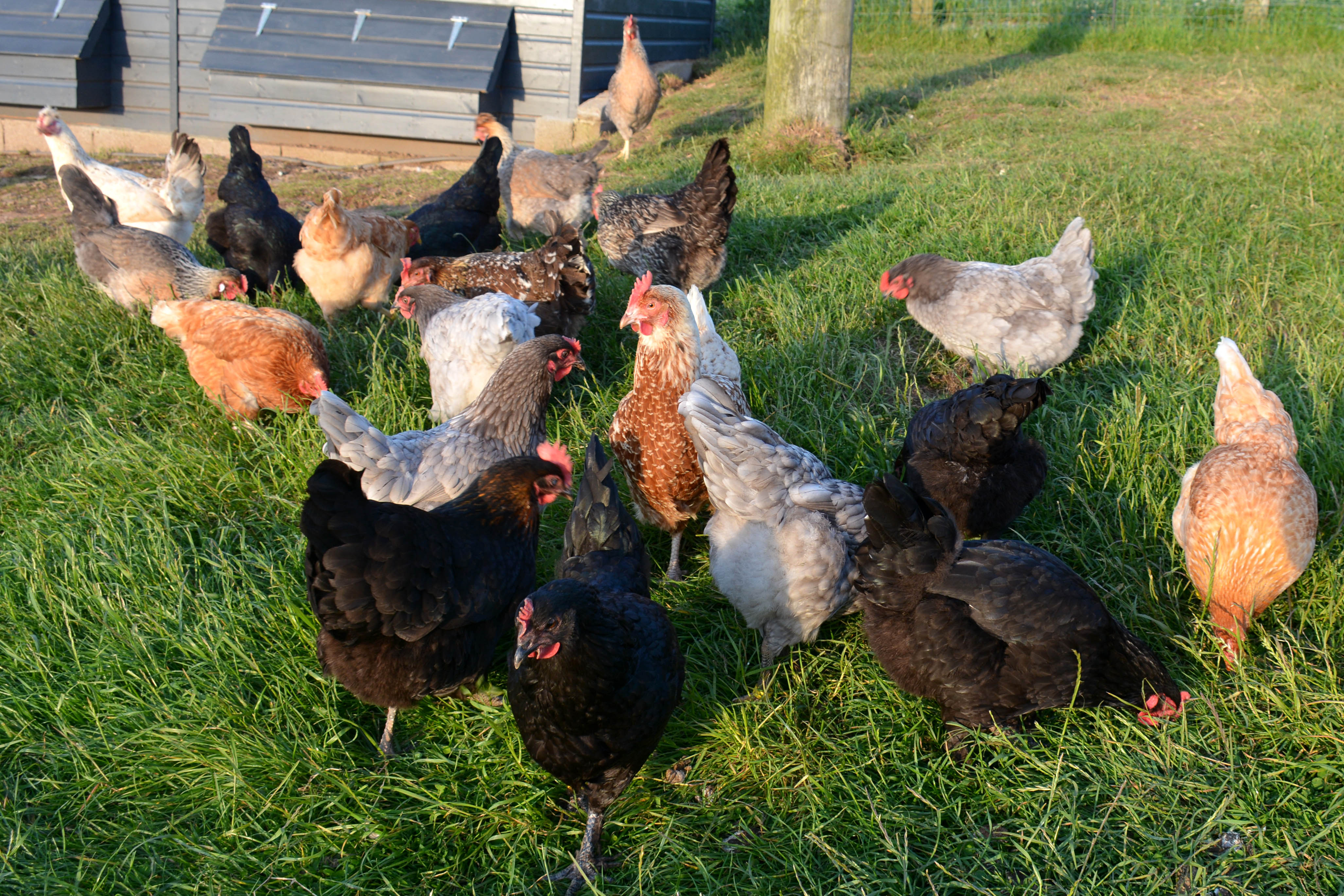 The Kerswell Farm Hens