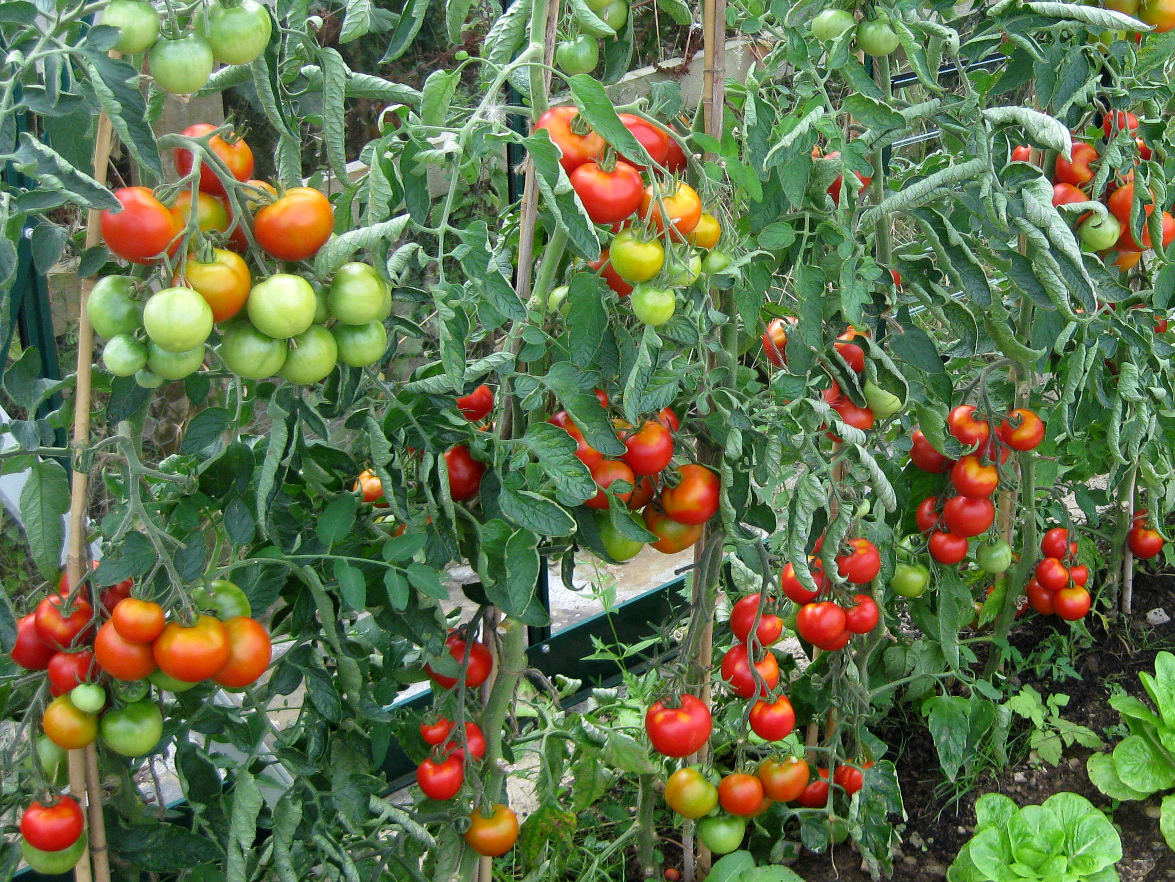 Tomatoes ripening for Breakfast